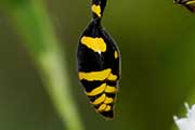 Potter Wasp (Delta arcuata) (Delta arcuata)